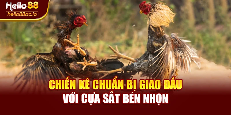 Chiến kê chuẩn bị giao đấu với cựa sắt bén nhọn