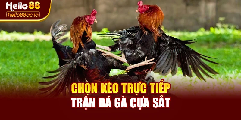 Chọn kèo trực tiếp trận đá gà cựa sắt
