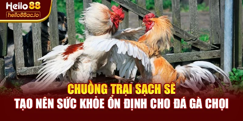 Chuồng trại sạch sẽ tạo nên sức khỏe ổn định cho đá gà chọi