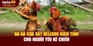 Đá Gà Cựa Sắt Hello88 Kịch Tính Cho Người Yêu Kê Chiến