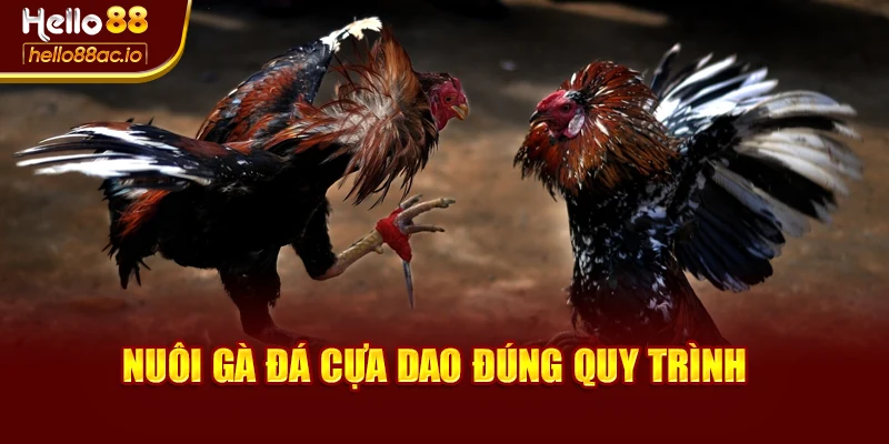 Nuôi gà đá cựa dao đúng quy trình