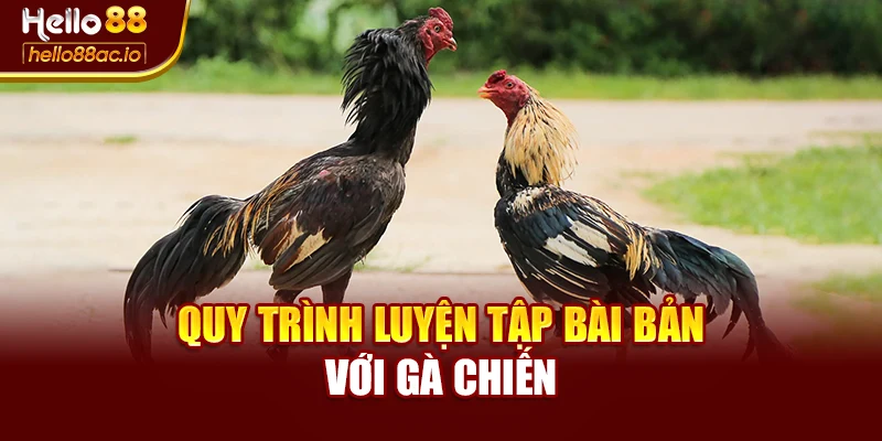 Quy trình luyện tập bài bản với gà chiến